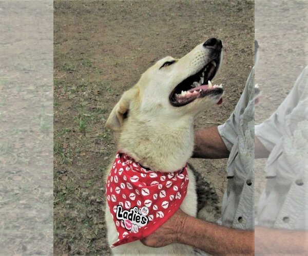 Medium Photo #6 Huskies -Unknown Mix Puppy For Sale in Godley, TX, USA