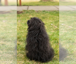Small Photo #5 Pomeranian-Poodle (Toy) Mix Puppy For Sale in NAPPANEE, IN, USA