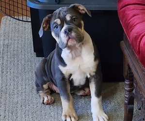 Olde English Bulldogge Puppy for Sale in Coal Valley, Illinois USA
