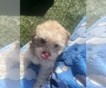 Small Photo #6 Shih-Poo Puppy For Sale in SAN DIEGO, CA, USA