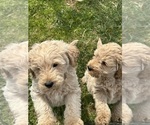 Puppy Puppy 2 Miniature Labradoodle