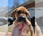Small Photo #15 Labrottie Puppy For Sale in Brewster, NY, USA