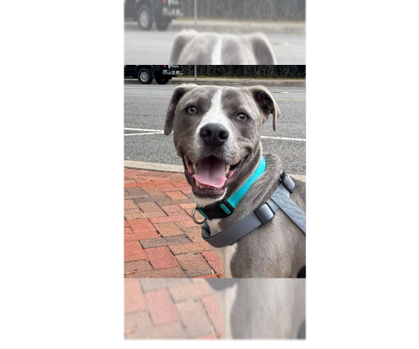 Medium Photo #1 Labrador Retriever-Unknown Mix Puppy For Sale in Greenbelt, MD, USA