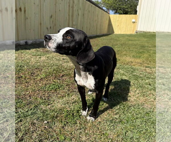 Medium Photo #4 Beagle-Unknown Mix Puppy For Sale in Mobile, AL, USA