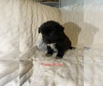 Puppy 5 Huskimo-Miniature American Shepherd Mix