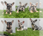 Small Photo #6 French Bulldog Puppy For Sale in MANCHESTER, NH, USA
