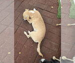 Small #3 Chihuahua
