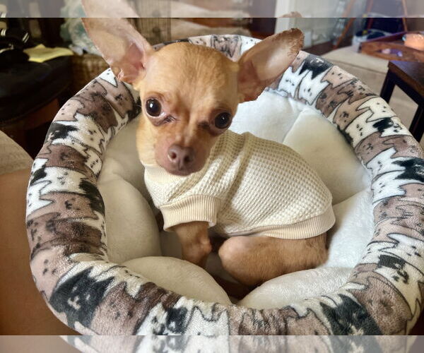 Medium Photo #1 Chihuahua Puppy For Sale in Parker Ford, PA, USA