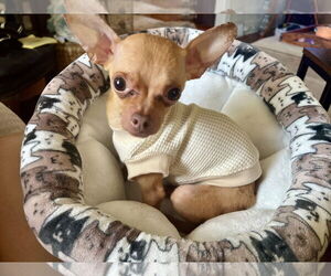 Chihuahua Dogs for adoption in Parker Ford, PA, USA
