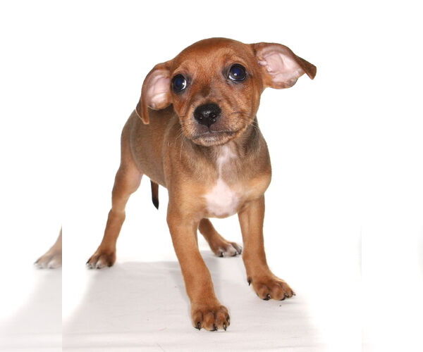 Medium Photo #2 Chiweenie Puppy For Sale in Oakland Park, FL, USA