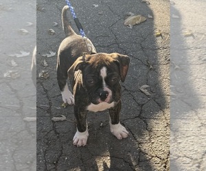 American Bulldog Puppy for sale in HUDSON, NY, USA
