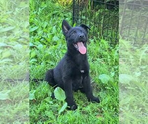 German Shepherd Dog Puppy for Sale in KANSAS CITY, Missouri USA