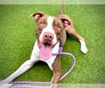 Small American Pit Bull Terrier