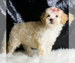 Small #3 Maltipoo