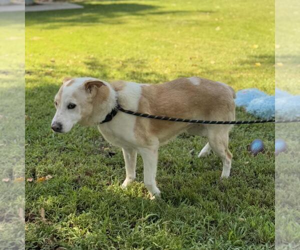 Medium Photo #4 Labrador Retriever-Unknown Mix Puppy For Sale in Yardley, PA, USA