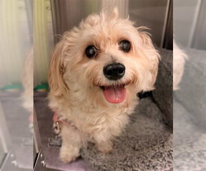 Maltese-Unknown Mix Dogs for adoption in Rancho Cucamonga, CA, USA