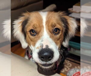 Mutt Dogs for adoption in Candler, NC, USA