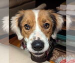 Small Mutt
