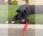 Small #4 Labrador Retriever Mix