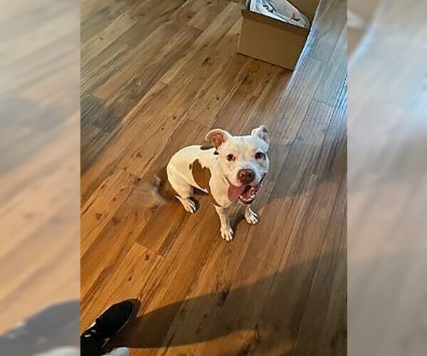 Medium Photo #1 American Pit Bull Terrier Puppy For Sale in Dana Point, CA, USA