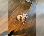 Small American Pit Bull Terrier