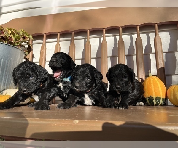 Medium Photo #1 Springerdoodle Puppy For Sale in CHETEK, WI, USA