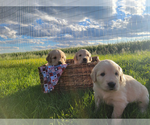 Golden Retriever Puppy for Sale in MANHATTAN, Montana USA