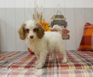 Cocker Spaniel-Poodle (Miniature) Mix Puppy for sale in BEL AIR, MD, USA