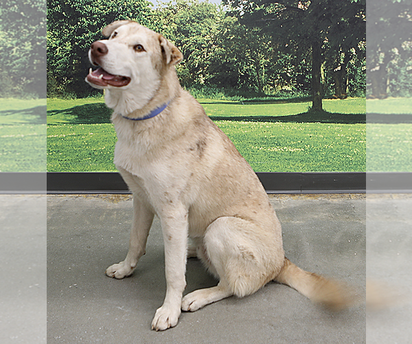 Medium Photo #7 Aussie Siberian Puppy For Sale in Decatur, GA, USA