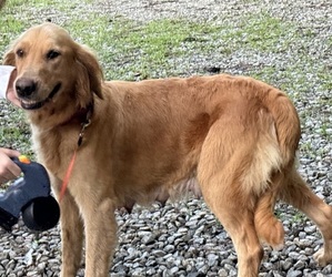 Mother of the Golden Retriever puppies born on 06/21/2026