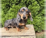 Small #1 Dachshund