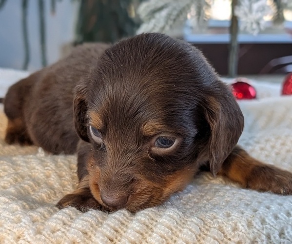 Medium Photo #7 Dachshund Puppy For Sale in GOSHEN, IN, USA