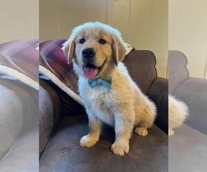 Golden Retriever Puppy for sale in INDEPENDENCE, VA, USA