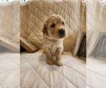 Small Photo #5 Golden Retriever Puppy For Sale in RINDGE, NH, USA