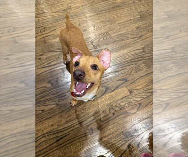 Medium Photo #4 Chihuahua-Unknown Mix Puppy For Sale in Brooklyn, NY, USA