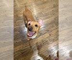 Small #3 Chihuahua Mix