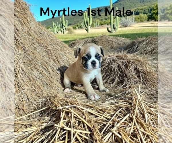 Medium Photo #2 Boston Terrier Puppy For Sale in EWING, KY, USA