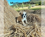 Small #1 Boston Terrier