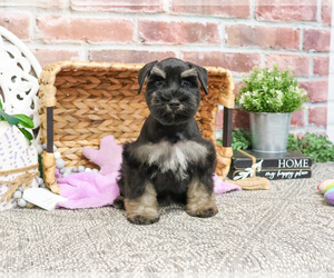 Schnauzer (Miniature) Puppy for sale in SYRACUSE, IN, USA