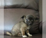 Small #3 Chihuahua