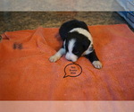 Small Photo #9 Australian Shepherd Puppy For Sale in BACHE, OK, USA