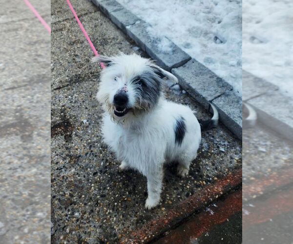 Medium Photo #4 Mutt Puppy For Sale in Perth Amboy, NJ, USA