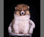 Small #4 Pomeranian