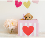 Small Photo #4 Goldendoodle Puppy For Sale in LITTLE ROCK, AR, USA