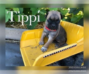 American Lo-Sze Pugg-Jack Russell Terrier Mix Puppy for sale in GRAND JCT, CO, USA