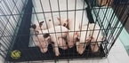 Small Photo #48 Bull Terrier Puppy For Sale in JACKSON, MI, USA