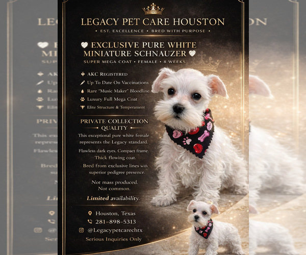 Medium Photo #1 Schnauzer (Miniature) Puppy For Sale in HOUSTON, TX, USA