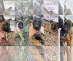 Small Photo #1 Belgian Malinois Puppy For Sale in PEYTON, CO, USA