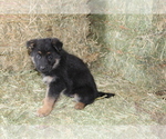 Small Photo #2 German Shepherd Dog Puppy For Sale in WESTCLIFFE, CO, USA