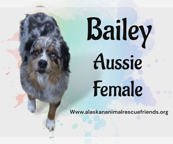 Medium Photo #1 Australian Shepherd-Unknown Mix Puppy For Sale in Anchorage, AK, USA